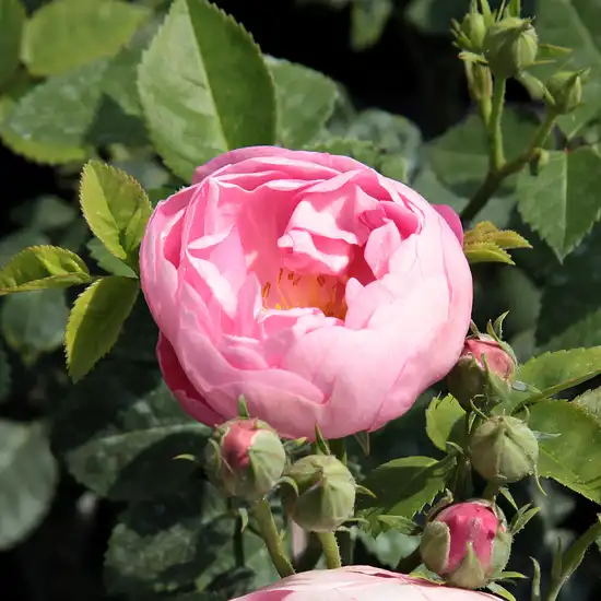 Rosa Raubritter® - roz - trandafir de parc